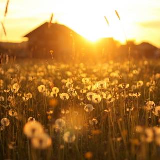 Field of dandelion wallpaper