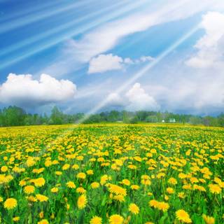 Field of dandelion wallpaper