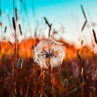 Field of dandelion wallpaper