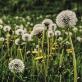 Field of dandelion wallpaper