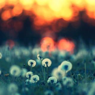 Field of dandelion wallpaper