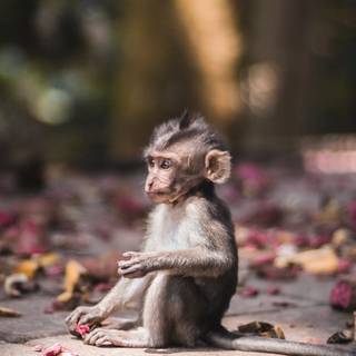 White monkey wallpaper