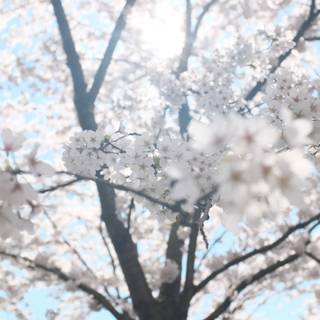 Sunny Cherry Blossom HD wallpaper