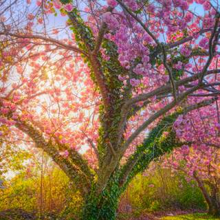 Sunny Cherry Blossom HD wallpaper