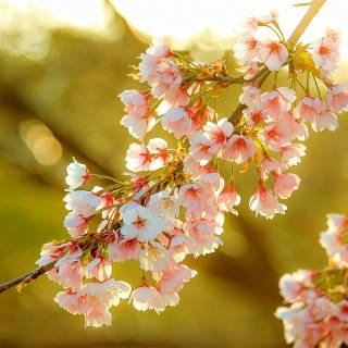 Sunny Cherry Blossom HD wallpaper