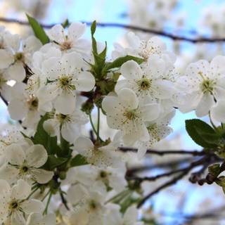 Sunny Cherry Blossom HD wallpaper