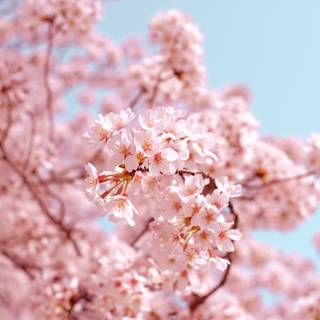 Sunny Cherry Blossom HD wallpaper