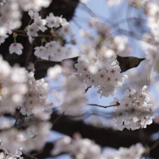 Sunny Cherry Blossom HD wallpaper