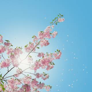 Sunny Cherry Blossom HD wallpaper