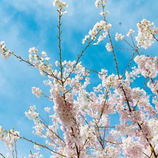 Sunny Cherry Blossom HD wallpaper