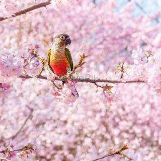 Sunny Cherry Blossom HD wallpaper