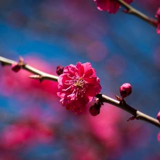 Sunny Cherry Blossom HD wallpaper