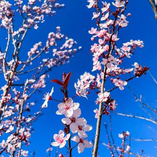 Sunny Cherry Blossom HD wallpaper