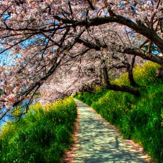 Sunny Cherry Blossom HD wallpaper