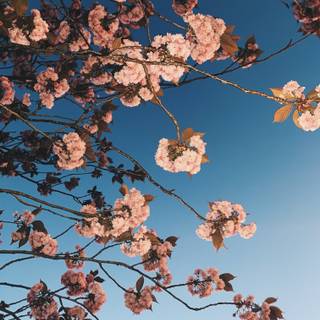 Sunny Cherry Blossom HD wallpaper