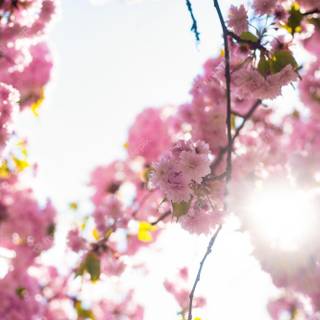 Sunny Cherry Blossom HD wallpaper