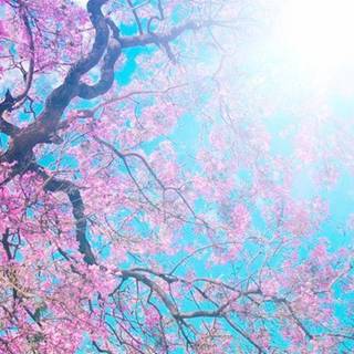 Sunny Cherry Blossom HD wallpaper