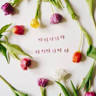 Basic hello spring wallpaper