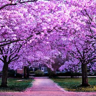 Colorful spring trees wallpaper