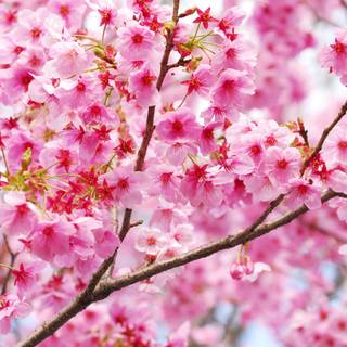 Colorful spring trees wallpaper