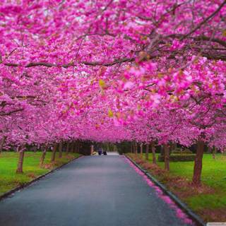 Spring nature computer wallpaper