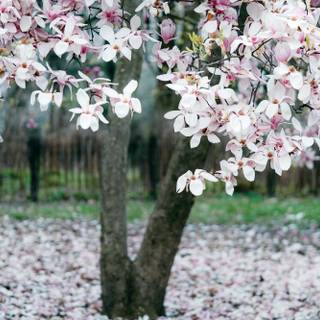 Colorful spring trees wallpaper