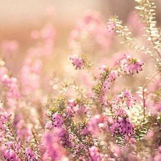 Pretty spring phone wallpaper