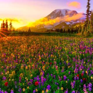 Spring nature computer wallpaper