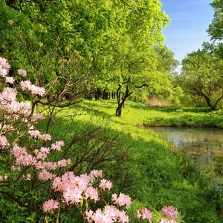 Colorful spring trees wallpaper