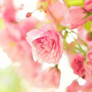 Pretty spring phone wallpaper