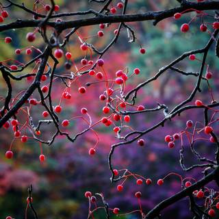 Colorful spring trees wallpaper