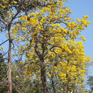 Colorful spring trees wallpaper