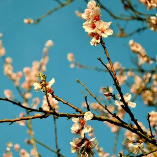 Peach spring flowers wallpaper