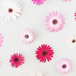 Pretty spring phone wallpaper