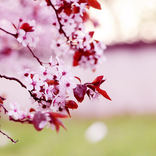 Spring nature computer wallpaper