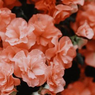 Peach spring flowers wallpaper