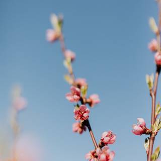 Peach spring flowers wallpaper