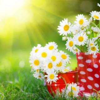 Spring nature computer wallpaper