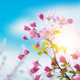 Peach spring flowers wallpaper