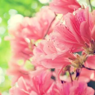 Peach spring flowers wallpaper