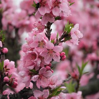 Peach spring flowers wallpaper