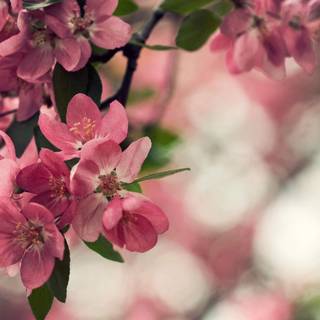 Peach spring flowers wallpaper