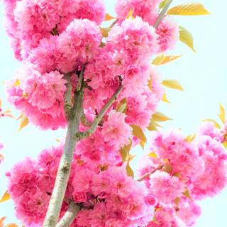 Colorful spring trees wallpaper