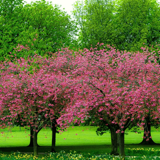 Colorful spring trees wallpaper