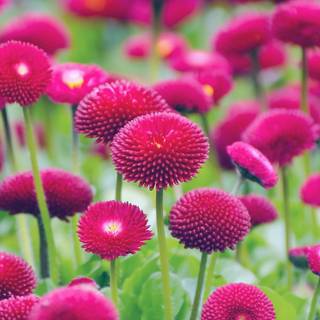 Spring nature computer wallpaper