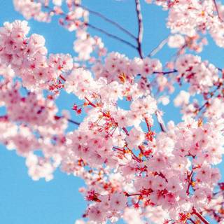 Colorful spring trees wallpaper