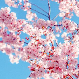 Colorful spring trees wallpaper