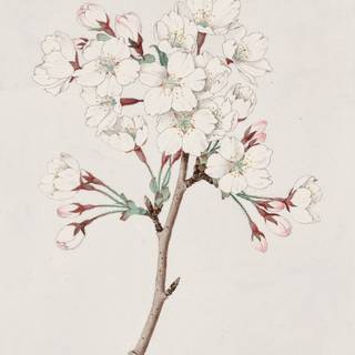 Spring flower drawing wallpaper