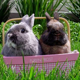 Simple Easter desktop wallpaper