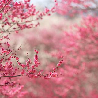 Spring nature computer wallpaper